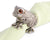 Vagabond House Toad Napkin Ring Product Image